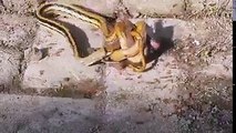 A snake and a bird, and it looks like ants have a role in this fight