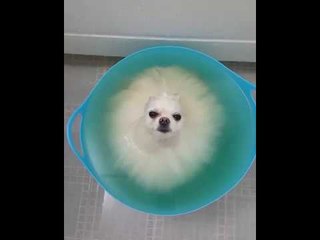 Bath Time Leads to one Sleepy Pooch