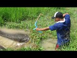 WOW! Amazing Man Shoot Fish Using Bowfishing In The Farm - Cambodian Shoot Fish Using Bowfishing