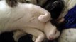 Affectionate kitten demands cuddles from sleeping dog
