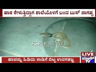 Bangalore: Baby Cobra Enters Byatrayanapura Govt. School Classroom Scaring Students & Teachers
