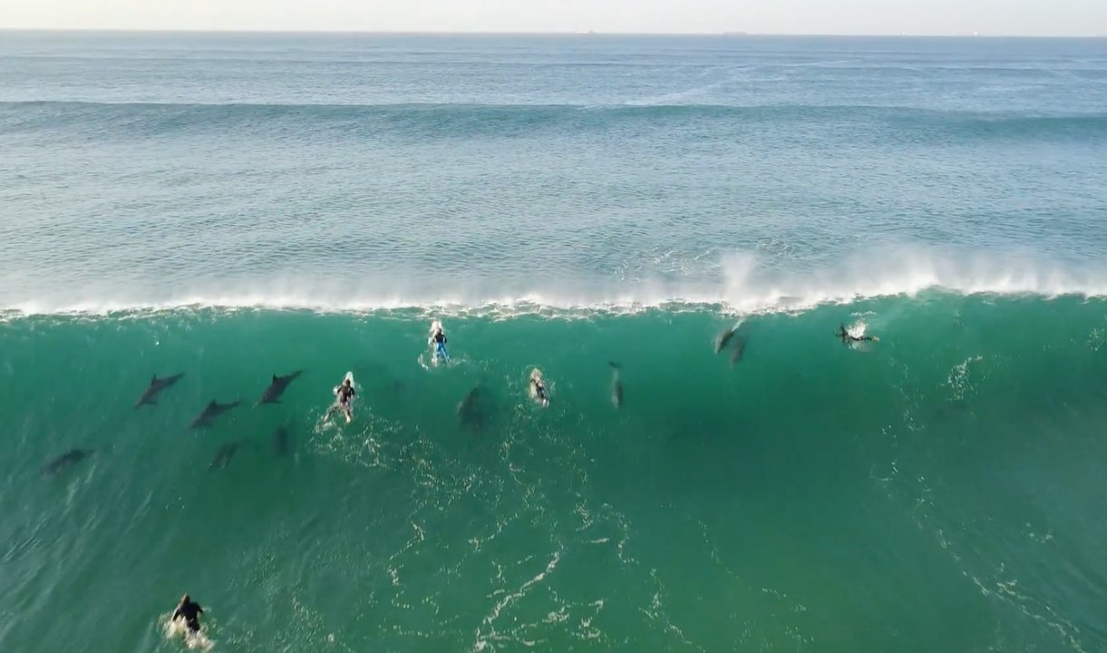 Des dauphins s'amusent à surfer au milieu des surfeurs en Afrique du Sud