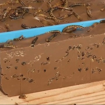 Scientists are creating insect-based foods to address food shortages [Mic Archives]