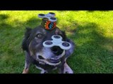 World's Coolest Dog Balances Two Fidget Spinners and Ball on Head
