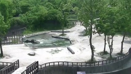 Casal de Elefante Salva Filhote de Afogamento