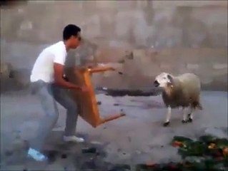 Foi Mexer com a Ovelha e Se deu Mal!