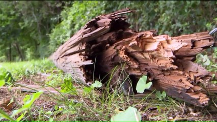 Ambulette Driver Was Drunk, High When He Crashed Multiple Times While Transporting Patient: Police