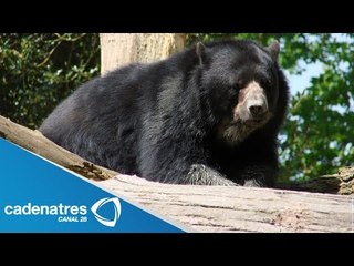 Invictus, oso negro mutilado vuelve a gruñir tras prótesis