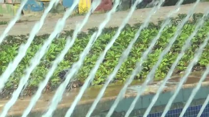 Adana'da Güvercinlerin Havuz Keyfi