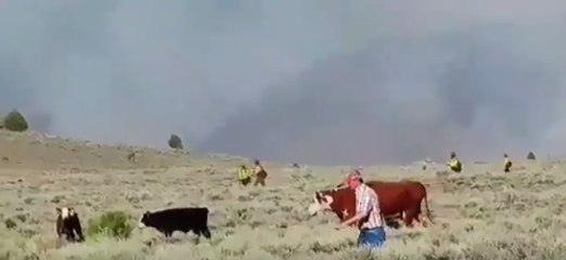 Firefighters Help Remove Cattle from Brian Head Fire Area