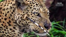 Giant Anaconda Attacks ►► Most Amazing Wild Animal Attacks Lion Giraffe Leopard Snake Tige