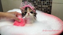 Yıkanan Tatlı Kedi   Bebek Kedi Banyo Keyfi Yapıyor ,Çizgi film izle animasyon 2017