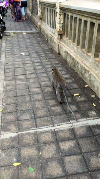 Bad Monkey! That's not your shoe!