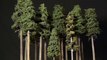 Tall Forest Pine Trees – Model Railroad Scenery-Hz