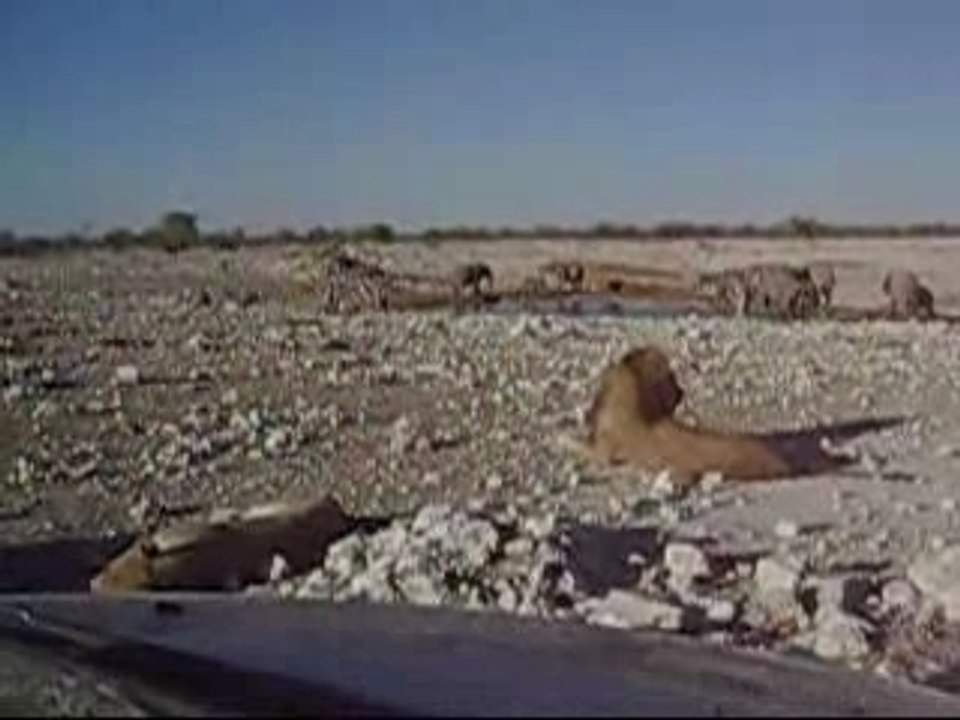 Etosha, lion et elephants