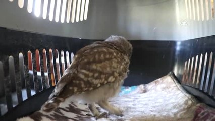 Arazide Bulunan Kukumav Korumaya Alındı