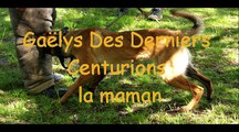 Chiots bergers Belges malinois élevage des derniers centurions .movie