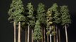 Tall Forest Pine Trees – Model Railroad Scenery-Hz