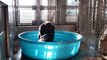 Buzz : Un gorille danse dans une piscine