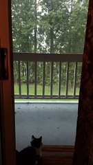 Lighting Strike Startles Cat