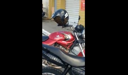 Un motard découvre son casque rempli d'abeilles.