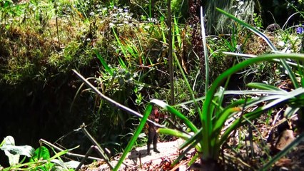 You Are My Hiding Place - The Tiny Violinist