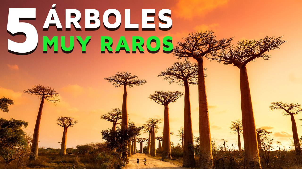 Los 5 árboles más raros del mundo