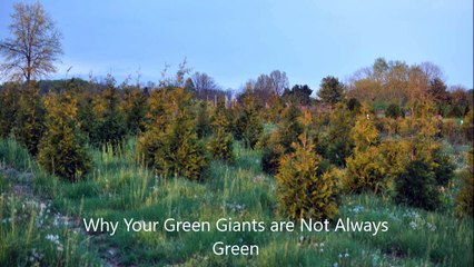 What is Wrong with the color of my green giants
