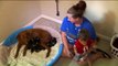 Missouri Woman Adopts Pregnant Dog on Euthanasia List, Gives Birth to 18 Puppies
