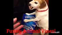 Laugh Challenge_ _ Funny Animals Vines Compilation _ Top Funny Pets