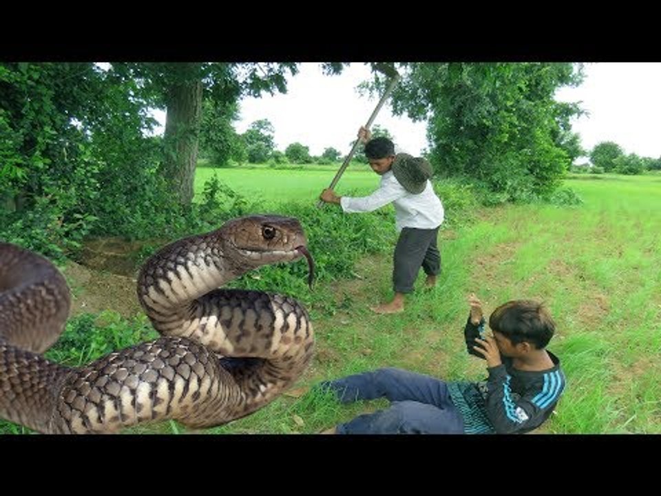 Wow! Two Brothers Catch Big Snakes While Digging Hole in Their Farm