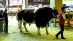 Intelligent Technology Smart Modern Farming USA Amazing Techniques Cow Breeding Super Char