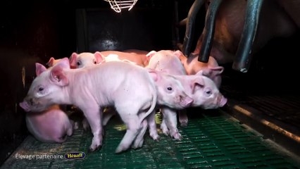 L214 : les nouvelles images choc d'un élevage de cochons