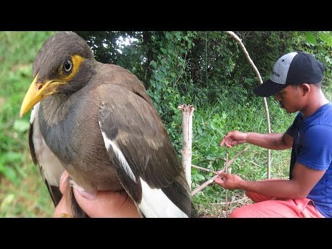 Amazing Quick Bird Trap - Best Bird Trap (100% Work) - Simple Life Hacks and Tricks