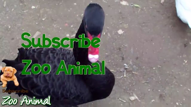 Real Duck Chickens Goose Pigeon Swan in farm animals