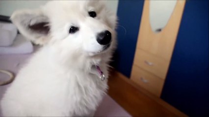 Funny and super cute white swiss shepherd puppy