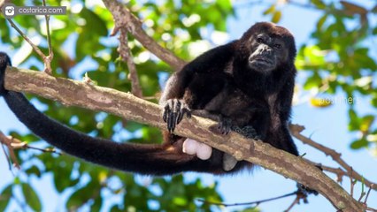 Top 10 Loudest Animals In The World