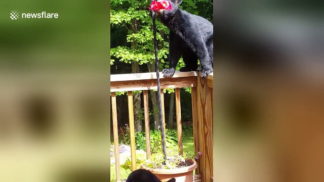 Thirsty bear cubs drink from hummingbird feeder in garden
