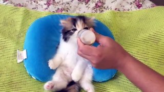 3ns Being Bottle Fed  Compilation _ Cuteness overload alert !!!