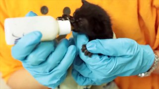 Kittens Being Bottle Fed  Compilation _ Cuteness 2rt !!!