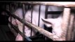 L214 dévoile les images effroyables d'élevages porcins en Bretagne