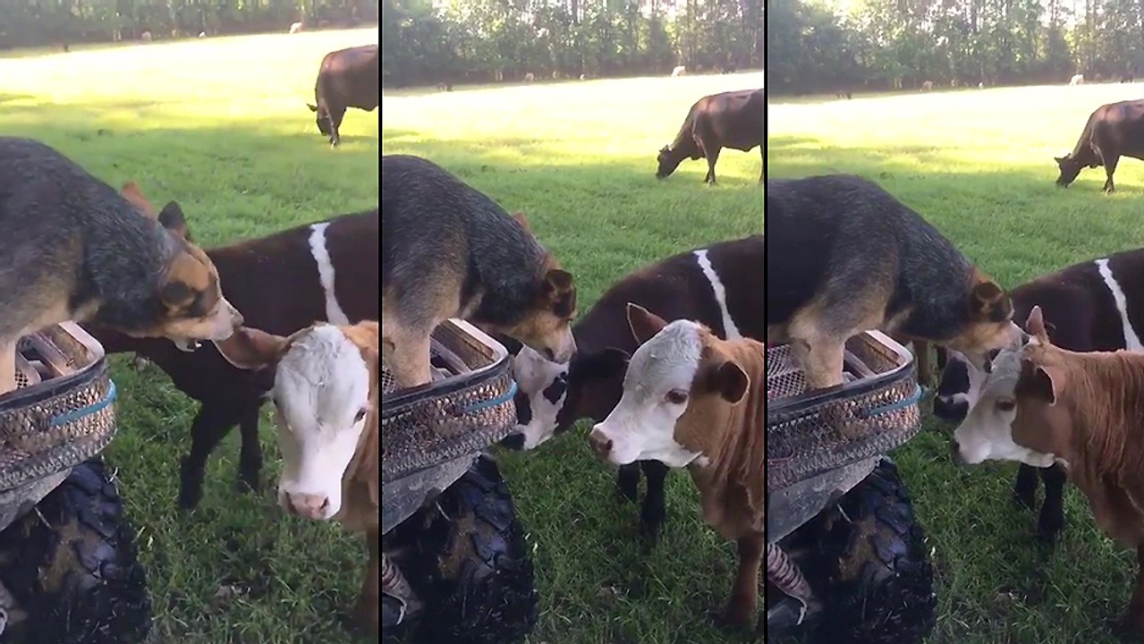 Ce chien mangerait bien un petit morceau de veau