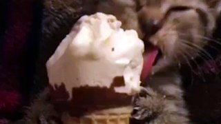I've never seen a cat eat an ice cream cone!