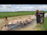 Net Fishing - Cambodia Traditional Fishing - Cast Net Fishing by Cam Amazing