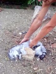 Cat Refuses to Get Up "I'm not going! Not. Going. No!﻿"