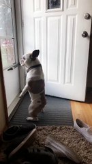 Me waiting for food 