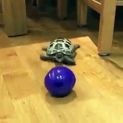 My pet tortoise thinks he s a dog 