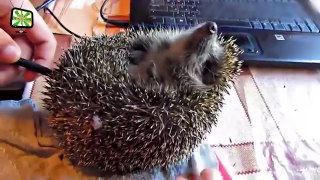 Cute and Funny Hedgehogs  [Epic Laughs]