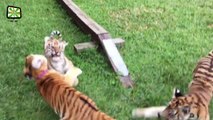 Cute Tiger Cubs Playing Together  Funny Tiger Babies [Epic Laughs]