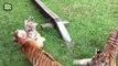 Cute Tiger Cubs Playing Together  Funny Tiger Babies [Epic Laughs]